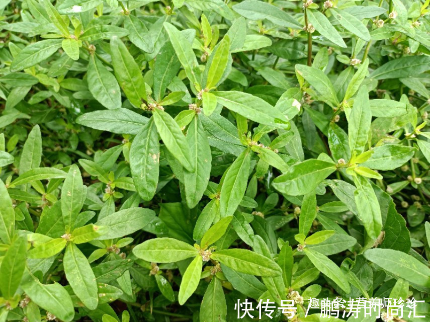 白发|花开像莲蓬，茎内全是墨水，能使白发变黑发，可惜很多人不认识