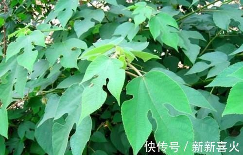 回家|你见过构树吗价值高作用多,见到可以把叶子采回家