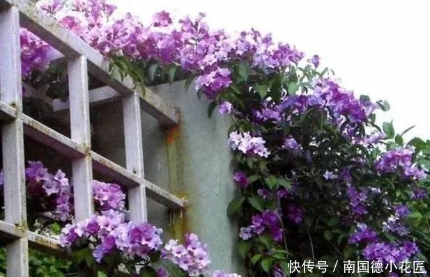 长成|阳台上养蒜香藤,教你4招让盆栽从春开到冬,轻松长成一株老桩