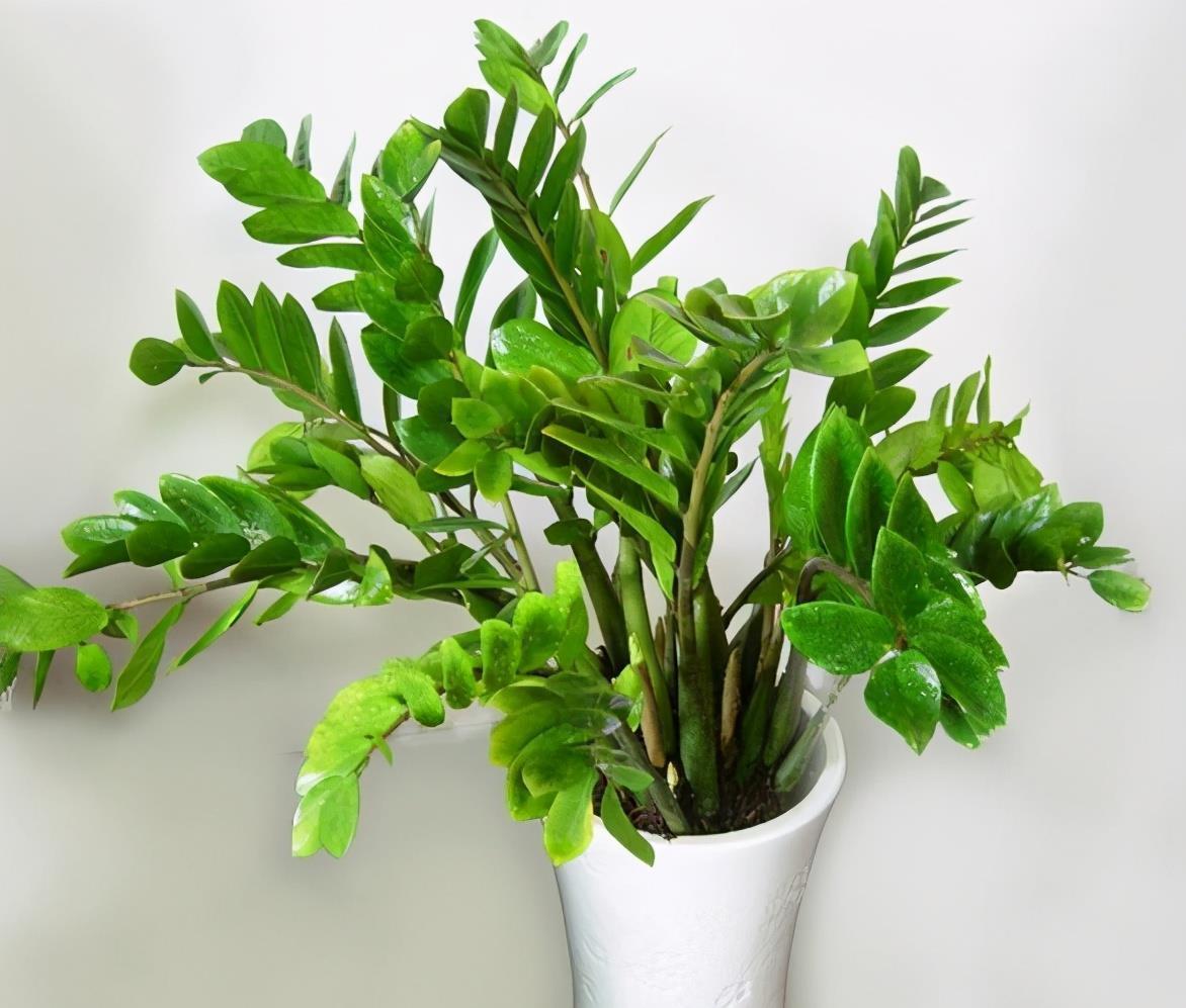 竹报平安|家中养一盆，有“灵气”的植物，油绿旺盛，招财旺家，平安，康健