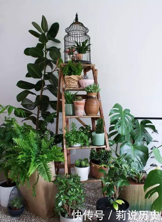 立春之后,养花要“叫醒”根系,缓过劲来,开花才会爆