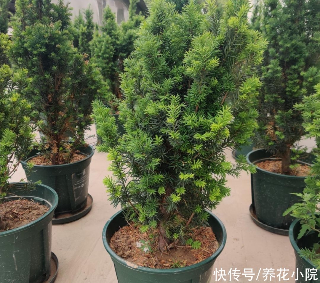 红豆杉|养花不如养树，5种“富贵树”，摆在家里招财又旺宅