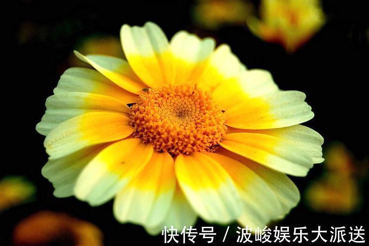 喜欢赏花，就养盆茼蒿菊，淡雅清新，花期超长，轻松爆成菊花海