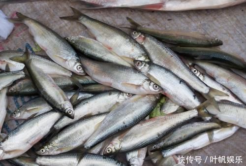 钓白条有技巧，并不是使用腥饵那么简单，想钓得好这几点尤为重要