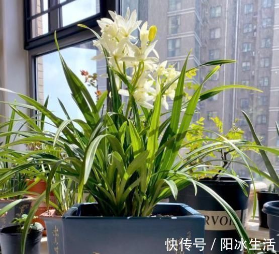 兰花|养兰花,只要这“2点”做到位,叶子翠绿花剑多,开花旺盛不腐烂