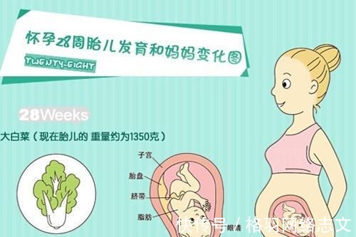 准妈妈|了解胎儿大脑发育的三个关键阶段，可助孕妈生个聪明宝宝！