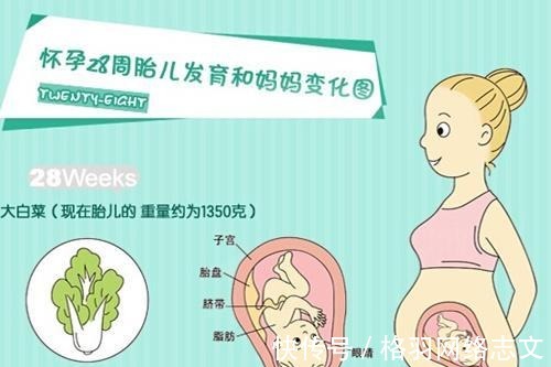 准妈妈|了解胎儿大脑发育的三个关键阶段,可助孕妈生个聪明宝宝!