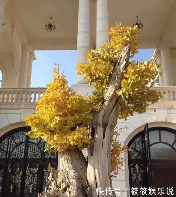 寿命|这4种“盆景树”,不仅观赏性高,寿命还特别长,越养越值钱