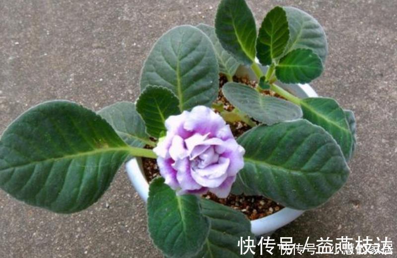 植株|3种花便宜漂亮又好养,10元买两盆,开花漂亮花期长,谁养谁喜欢