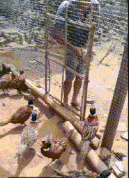 |搞笑GIF:你可能不相信,大妈就是靠一个脸盆过的科三