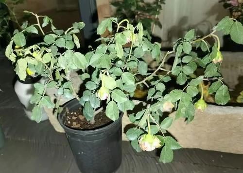 月季花开的不精神，植株突然萎蔫？都是因为没做好这一点！