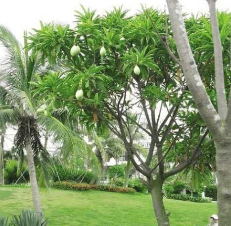 这种不起眼的果树,毒性超乎你的想象,10年间已致死500余人