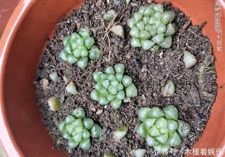 碰上这种多肉,直接分株吧,毕竟是圈里出名的叶插老大难!
