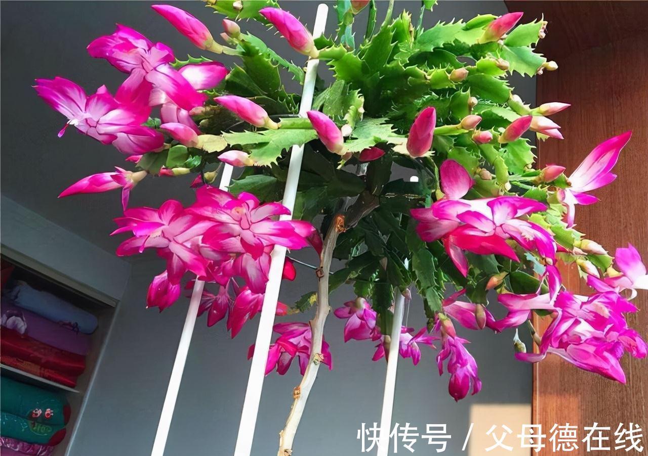 蟹爪兰喜“2种肥水”,每隔30天“喂”1杯,叶片肥厚油亮、开花快