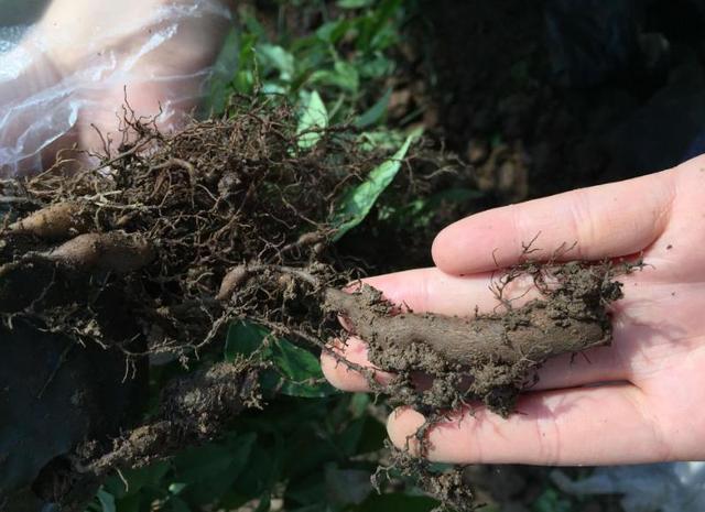 农村|它被称为“抗癌神草”,农村没人要,城里吃不到