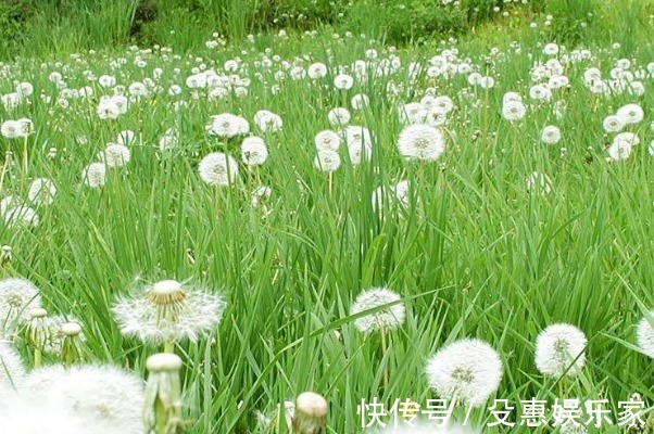 蒲公英|天然的“青霉素”被发现,女人可劲的吃,消炎杀菌,身体更健康