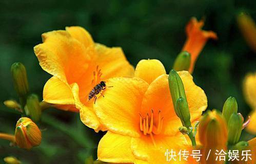 北堂|令人美到窒息的花语,世界最美的花语是什么