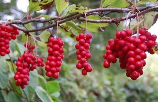 实情|26岁小伙查出肝癌,医生说出实情两种水果比酒精还伤肝,别再碰