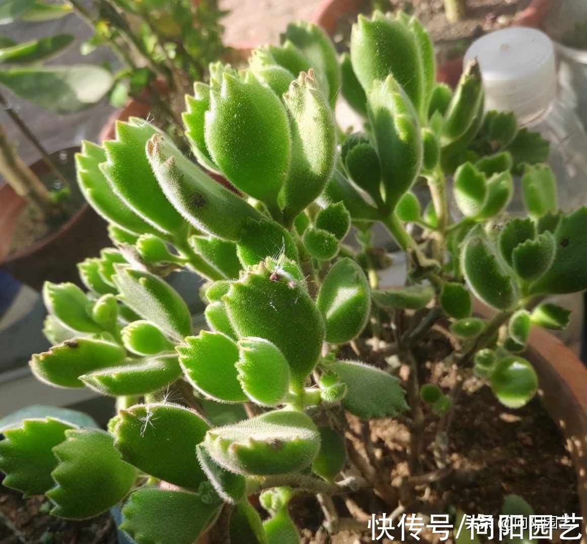 多肉不好养，买回家就养死了，要么就徒长，教你正确养护技巧