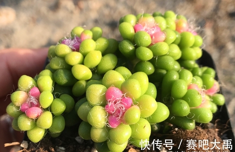 多肉茶笠是个小可爱,不但毛茸茸的,而且养出状态后还能变成彩色