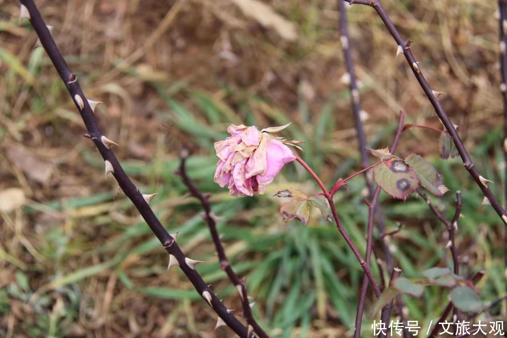 昆明冬日看花