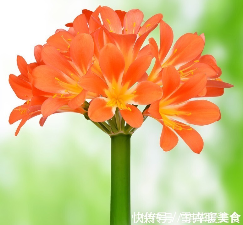 花期|“春不出,夏不晒,秋不干,冬不湿”,君子兰的四季莳养