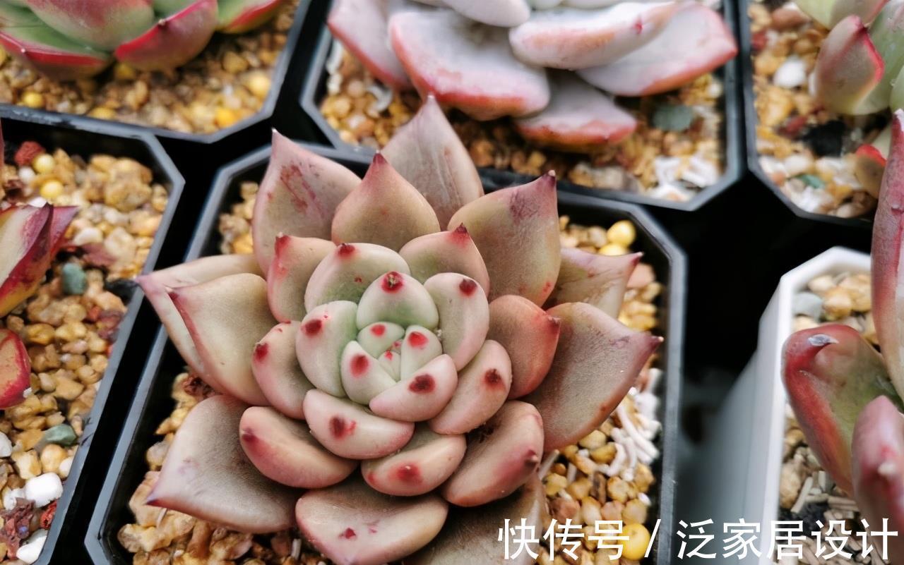 颜值|东云系出品皆是精品,多肉红颜蜜语,名字好听颜值高,不容错过