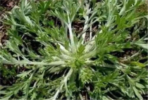 枯草杆菌|101岁奶奶透露农村一种野草,晒干后泡水喝能治百病,超方便!