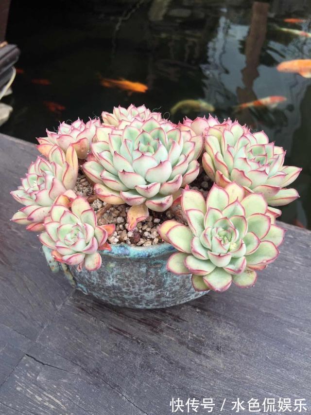 夏天多肉的3个“臭德行”,教你几个绝招,轻松度夏