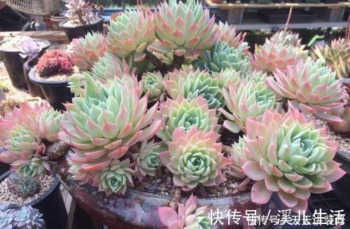 红宝石|5种漂亮多肉,好看又好养,上色美长满盆,值得拥有!