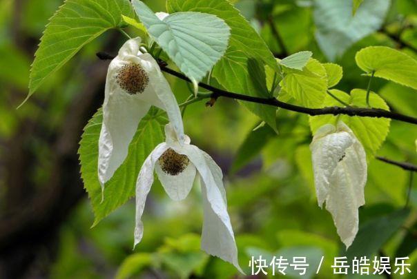 植物界的大熊猫,好像展翅飞翔的白鸽,象征着和平