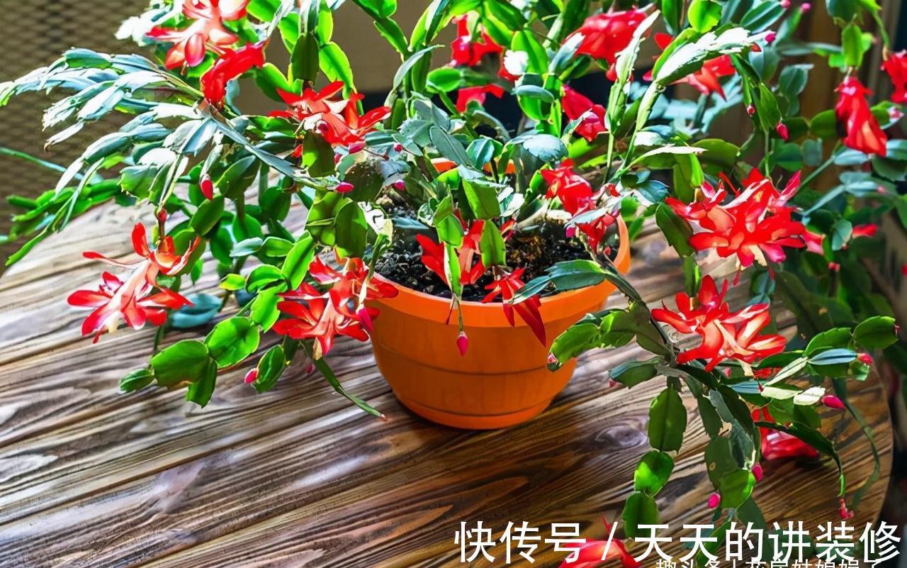 阳台再小，只要把它们养好，晒晒就能开花，打造成漂亮的小花园