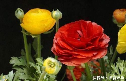 花毛茛的种植方法,想要种植美丽的花,就要学习方法