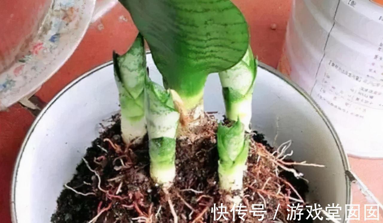 虎皮兰有“3喜2怕”，难怪不爱长新芽，现在纠正也不晚