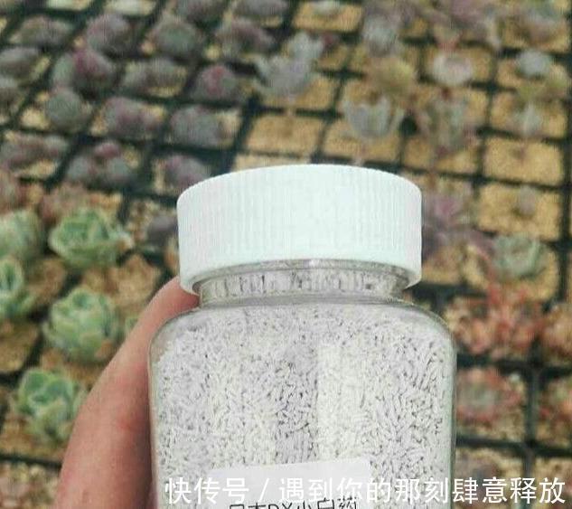 长寿花生虫没关系,3招就解决,啥虫都消灭,效果杠杠的