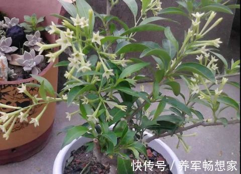 仙人柱|客厅不能乱养“花”，这种花被称为“破财花”，后悔现在才知道！