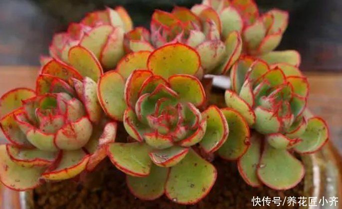 新手养多肉容易“踩雷”，绕过4个“雷区”，才知道多肉并不难养