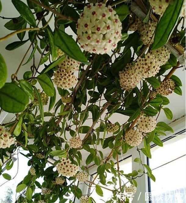 适合阳台养的花卉，花大色艳很漂亮，新手也能养爆盆