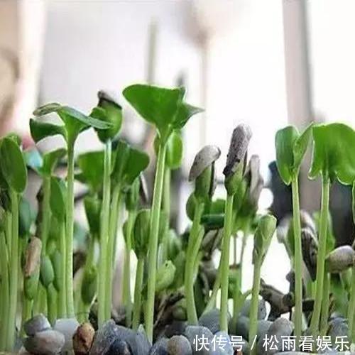 此种水果吃完不要扔，放盆里泡下，7天发芽，一个月必爆盆