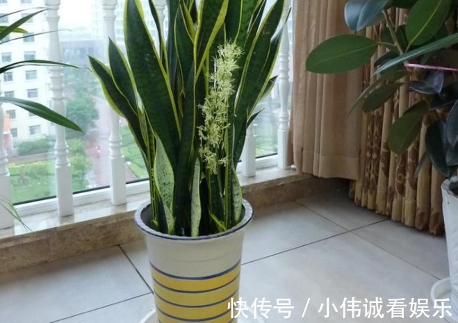 卧室|卧室养花不能随便!以下这三种花,不仅有助睡眠还好养