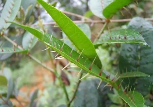 很好辨认的1种藤本植物,别轻易触碰,却是制作盆景的优良素材