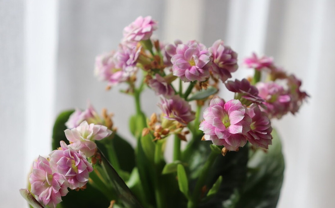 天气转暖,建议少买4种花,观花时间短不说,还难度夏