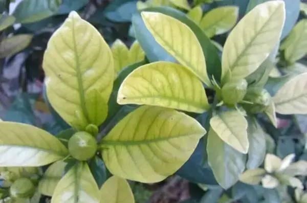 5种“药”,过期也不要扔,兑水浇花,保花不生“虫和病”