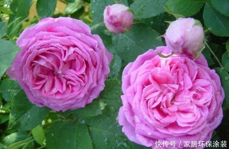 阳台养花,不妨养这4款植物,比玫瑰漂亮100倍,花大多又艳