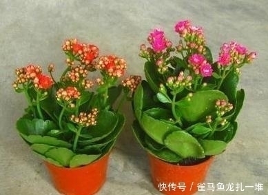 长寿花买回家,换盆好,还是不换盆好?听听老花农怎么说