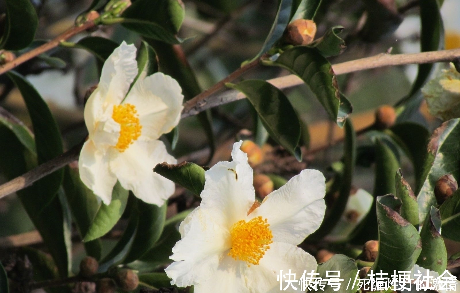 飘香|比桂花还香的6种花卉,种在阳台或放置庭院,满屋子都飘香!