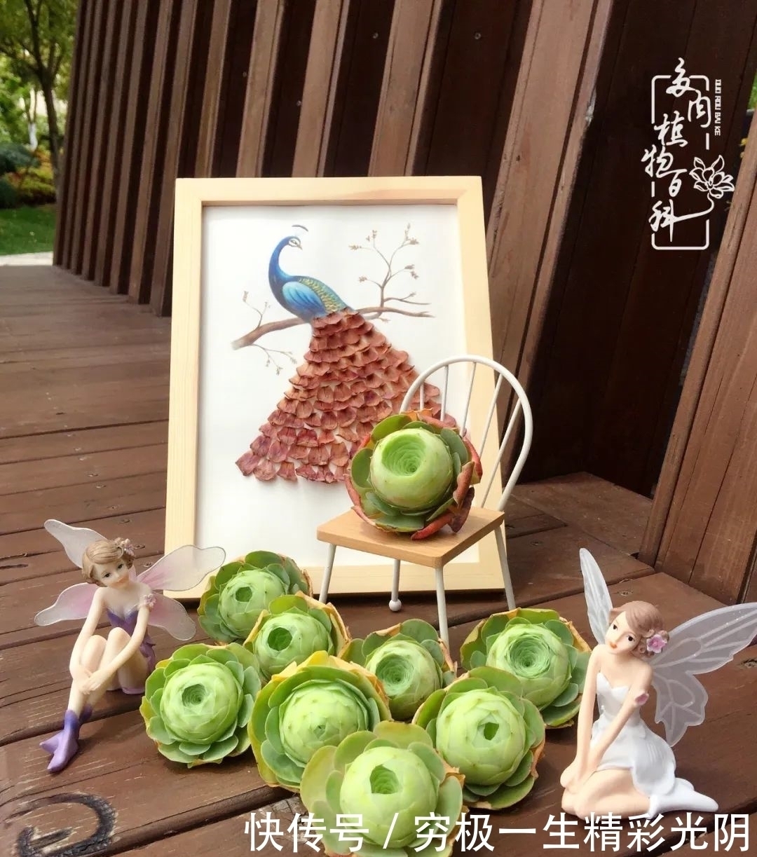 山地玫瑰的那些事儿关于养护过程中遇到的灵魂18问