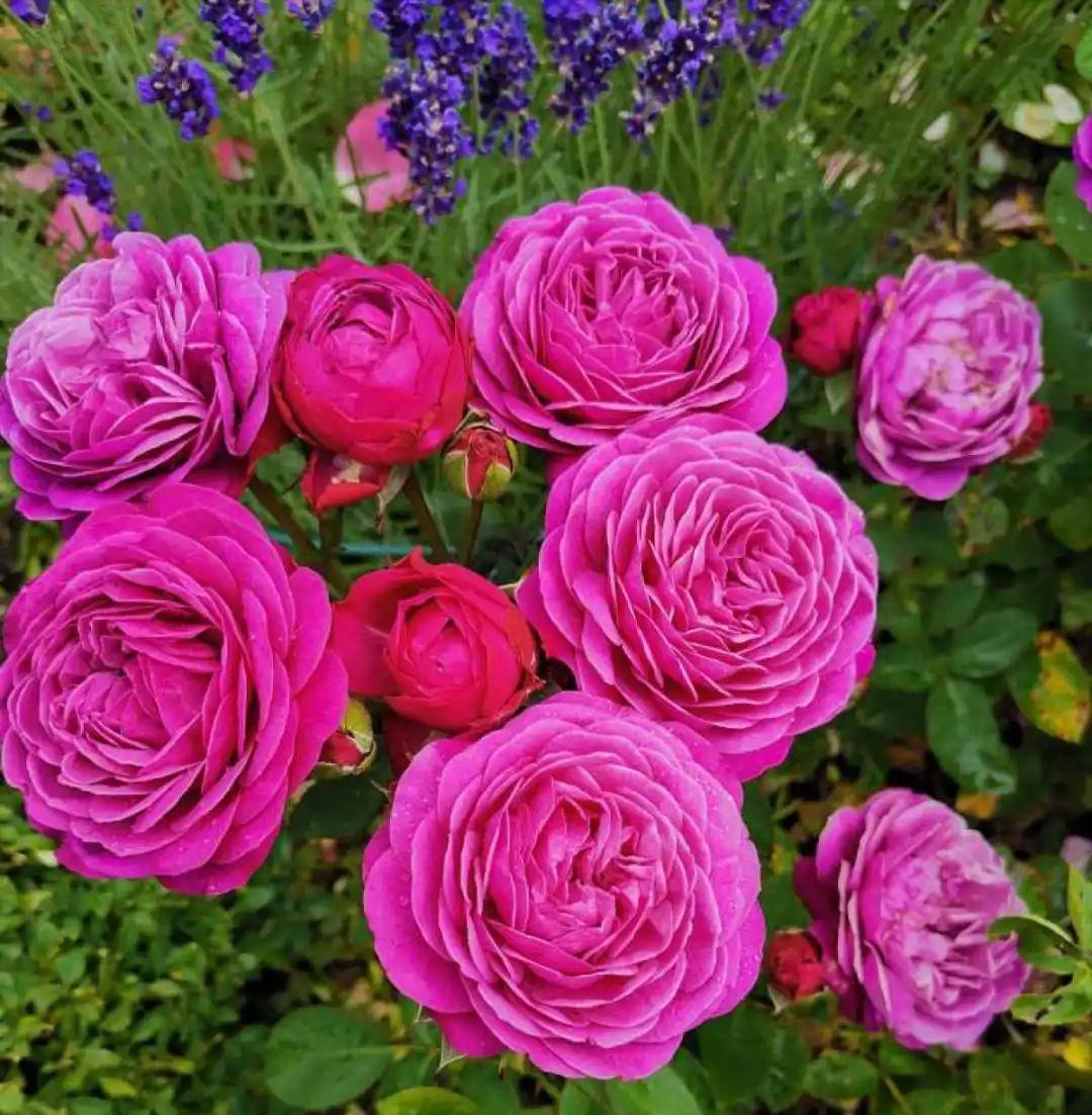 准备好,这花下个月要开,赶紧施肥、催花