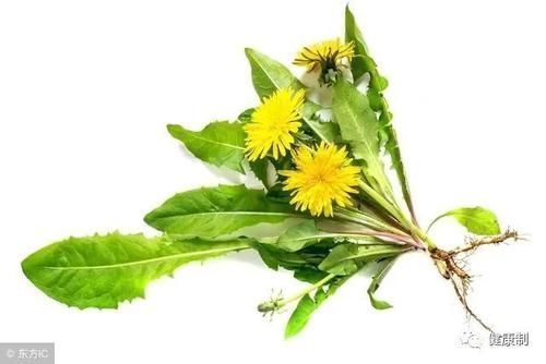 肝火|肝不好难长寿?外行人泡枸杞 内行人吃这3种食物逼出肝毒,将肝洗净!!