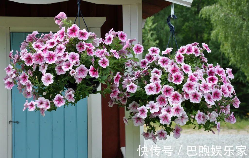 枝条|家里有这6种花,赶紧挂起来,长的快、开花一年比一年多!